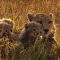 Disneynature: Felinos de África (2011)
