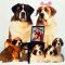Beethoven 2: La familia crece (1993)